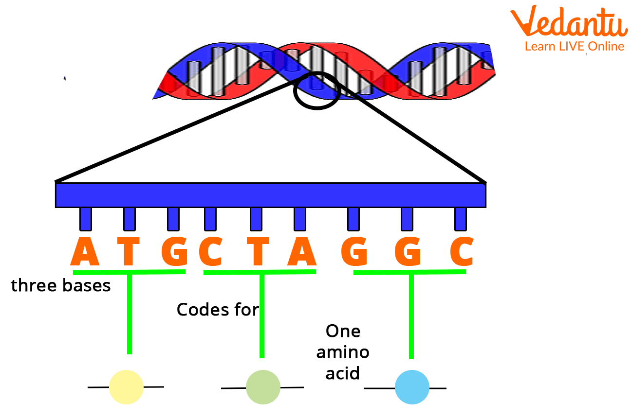 Genetic Code