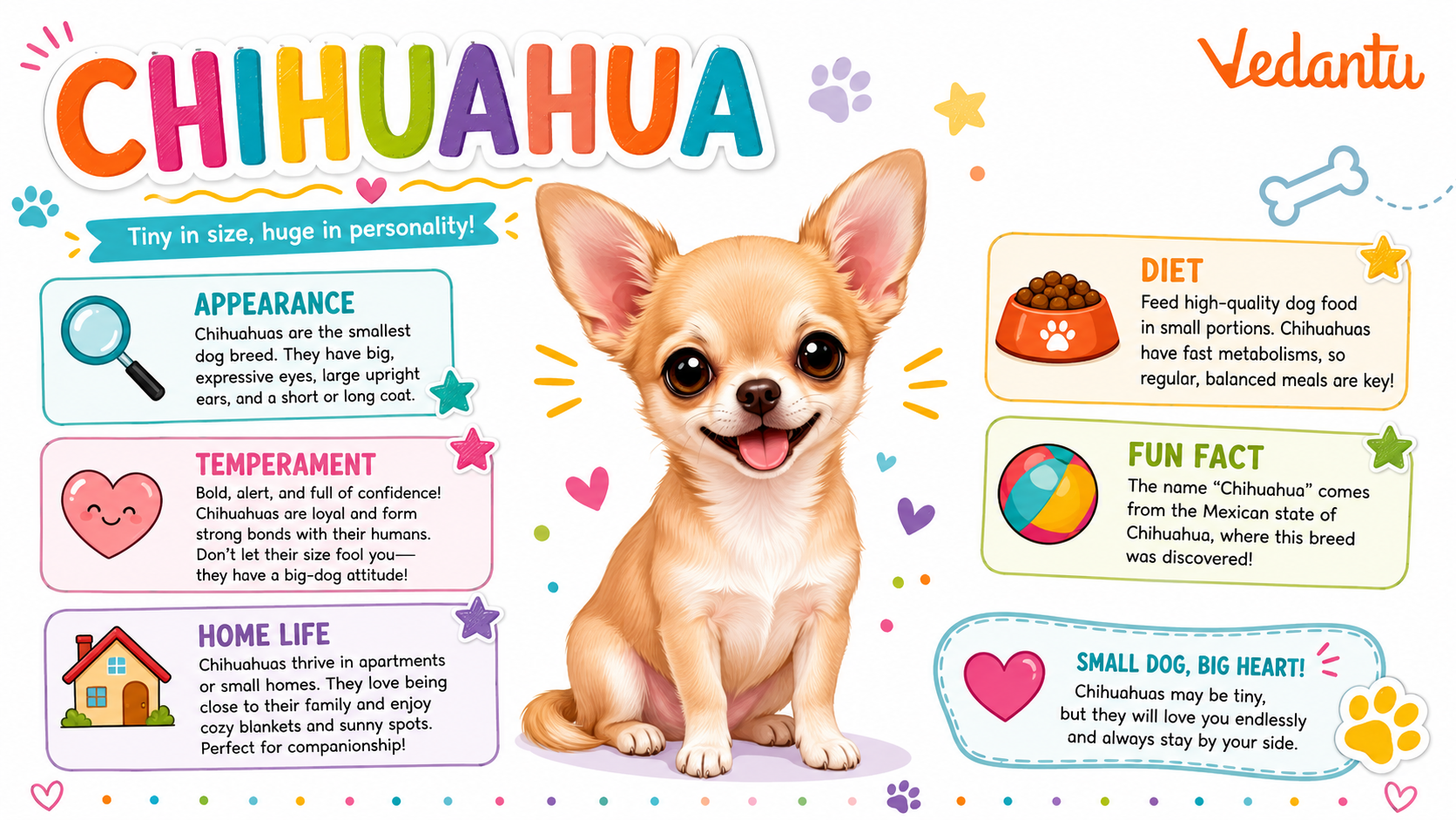 Chihuahua dog breed small toy dog