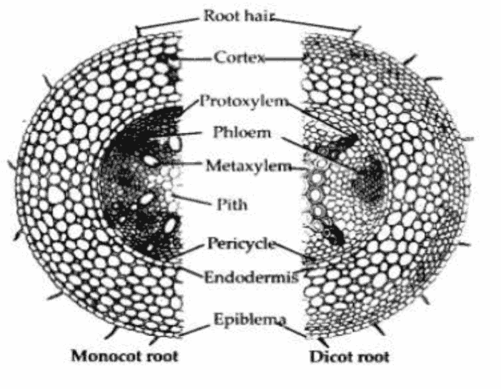 Dicot Stems