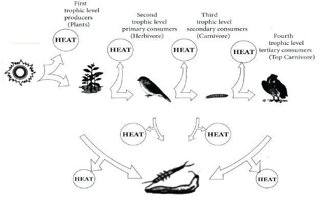 Flow of Energy