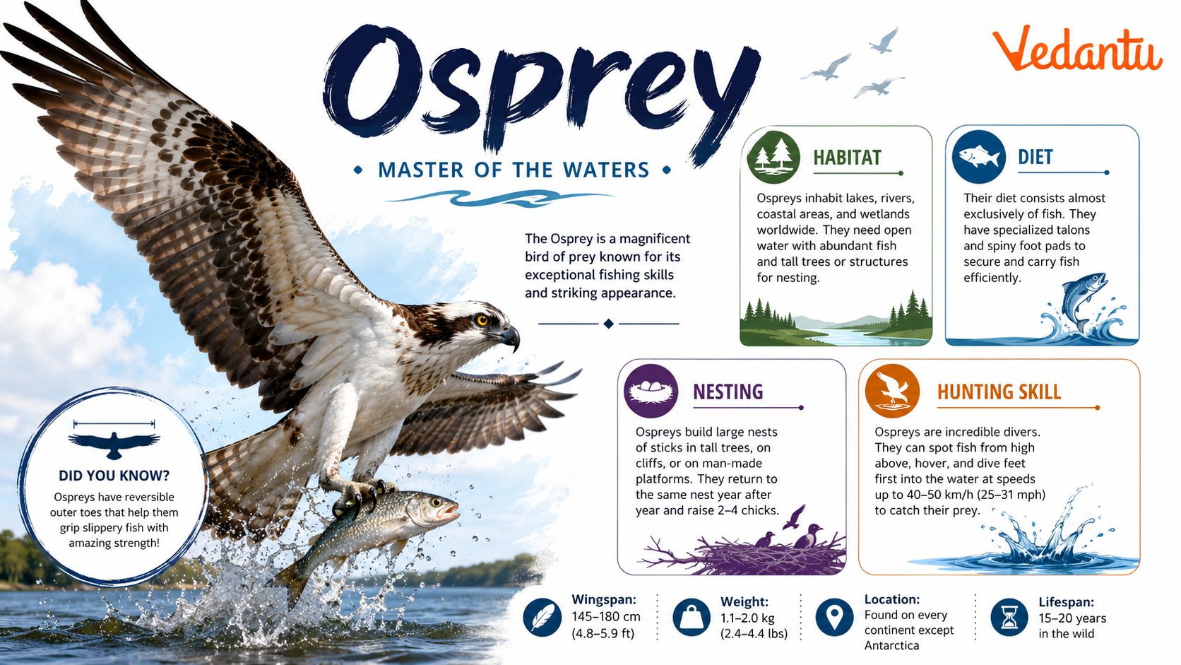 Osprey bird flying over water with fish
