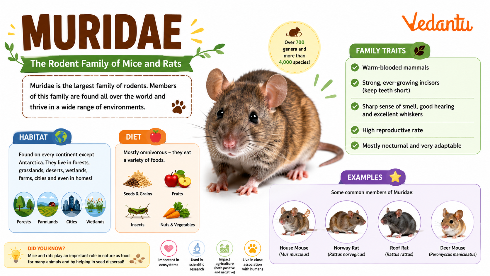 Muridae family rodents including rats and mice