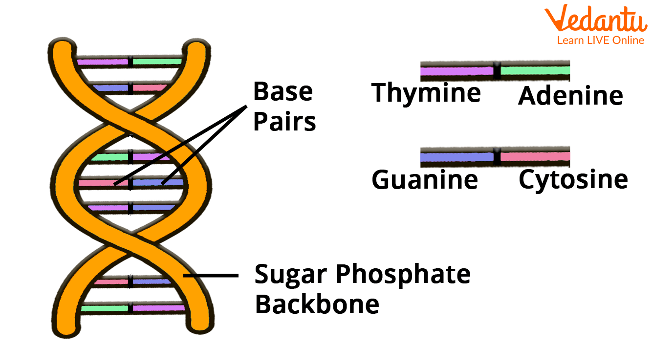 Basic DNA Structure