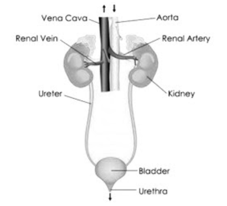 Human Excretory System