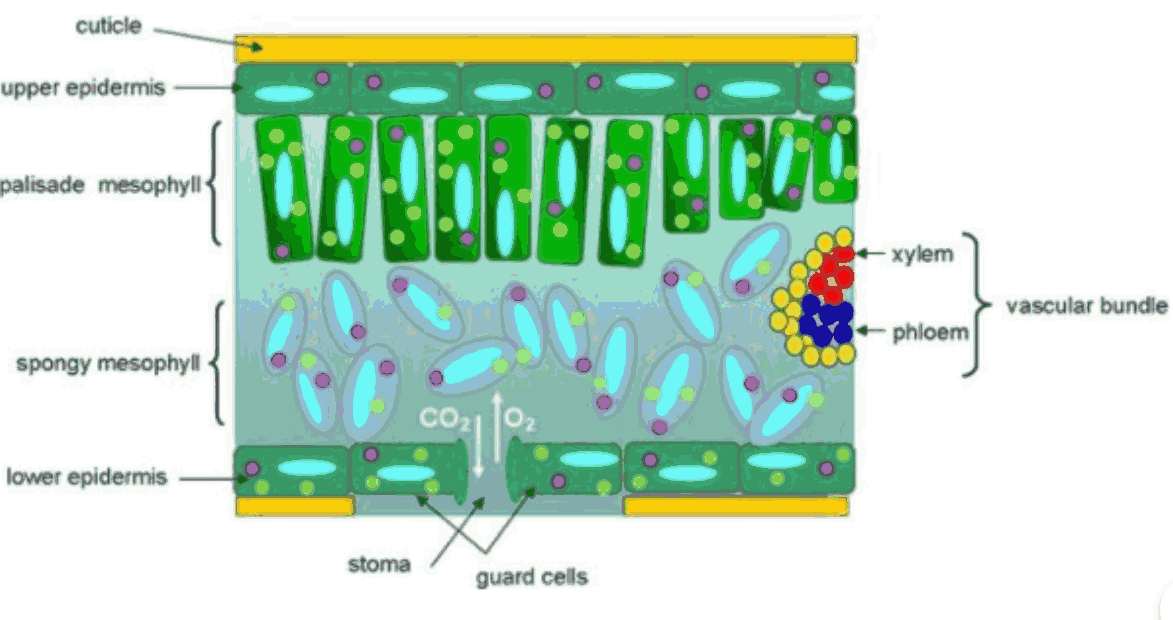 Internal Structure of a Dorsiventral Leaf