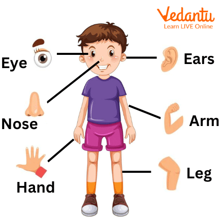 Body Parts Name