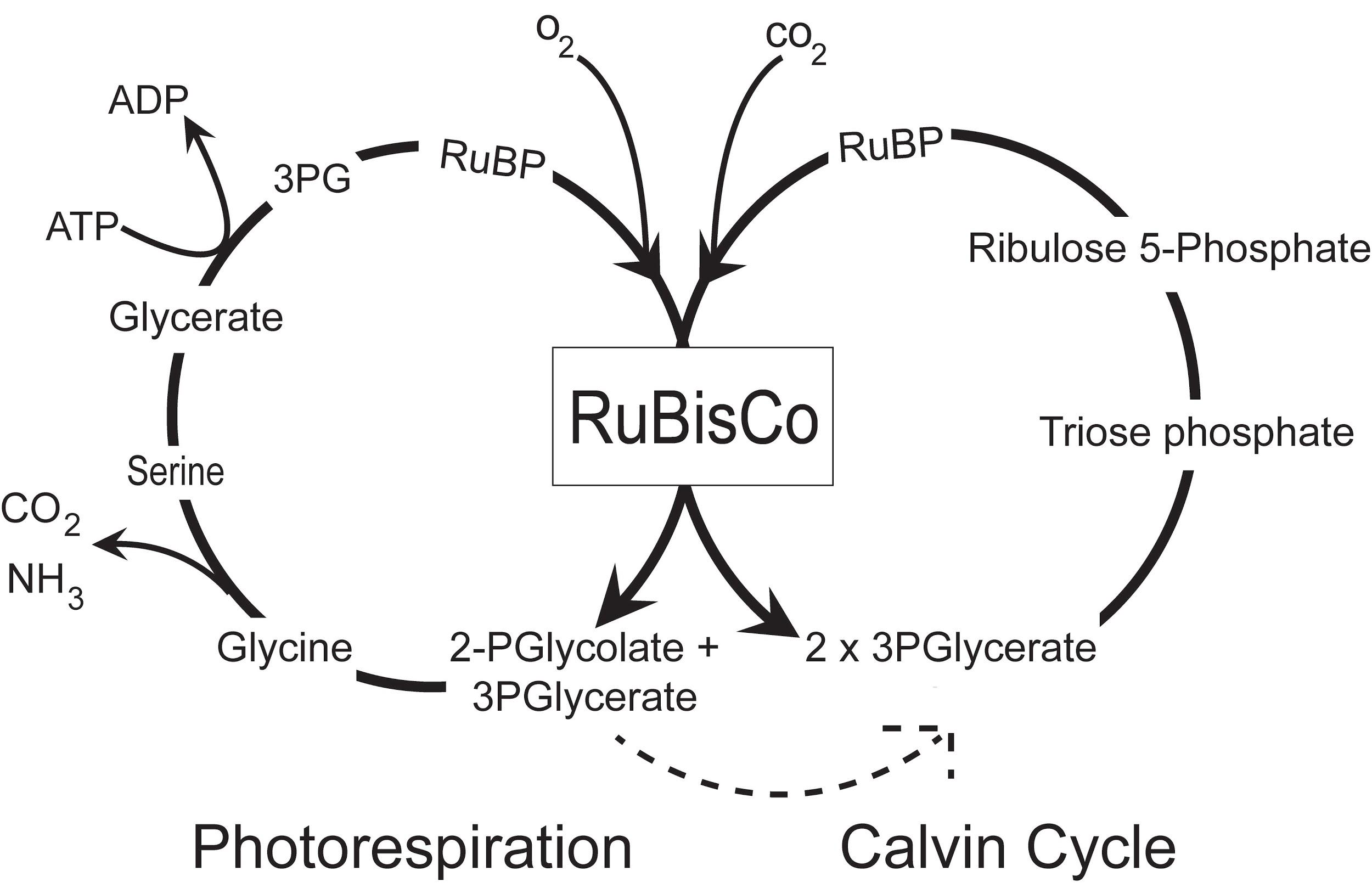 fatty acid biosynthesis diagram