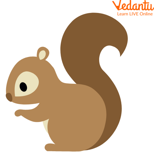 A Squirrel’s Tail