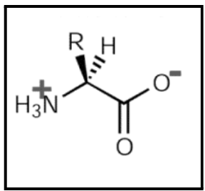 Zwitterion