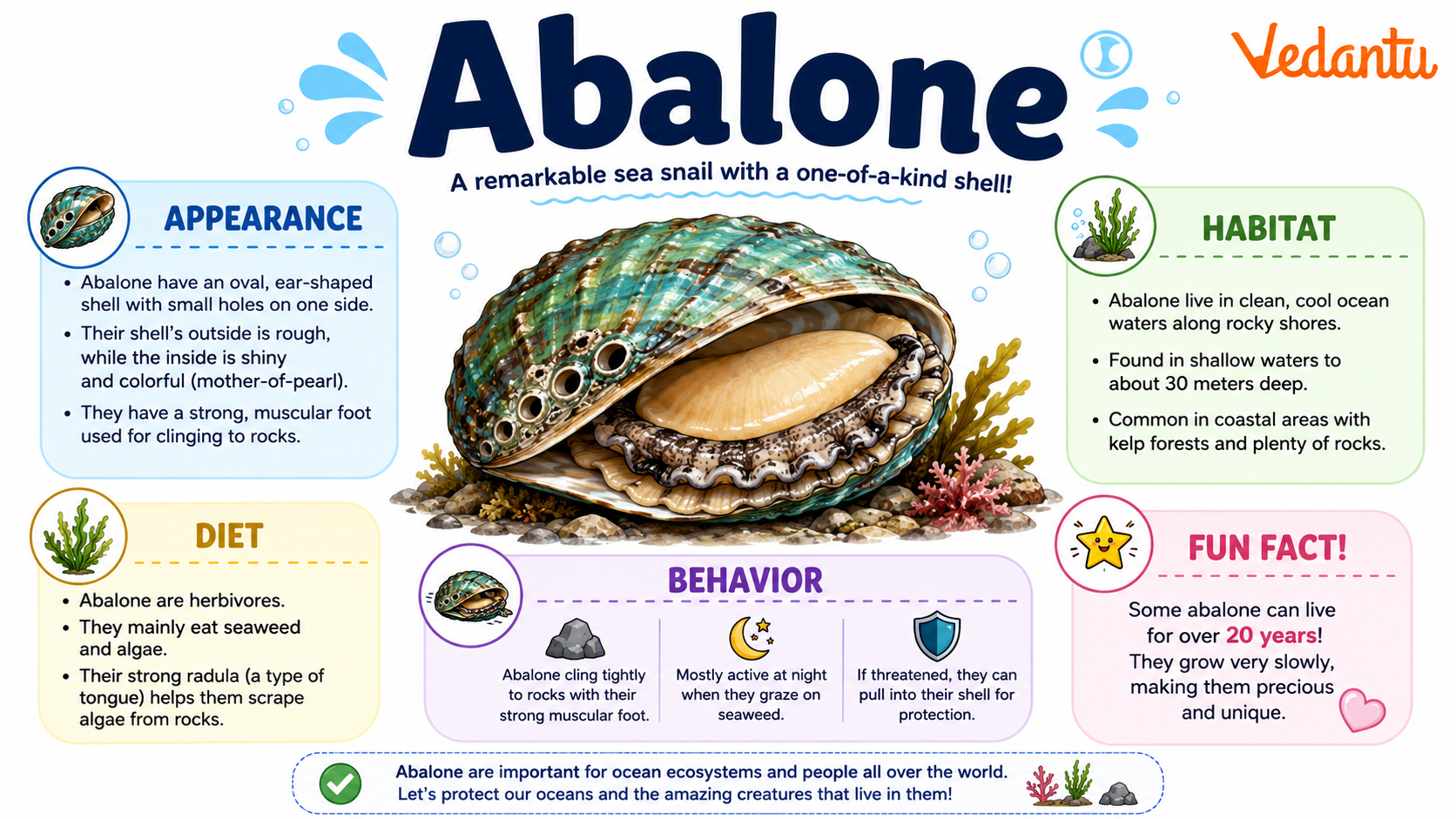 Abalone shell marine mollusk