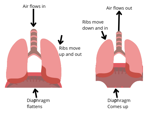 Diagram Showing Mechanism of Respiration