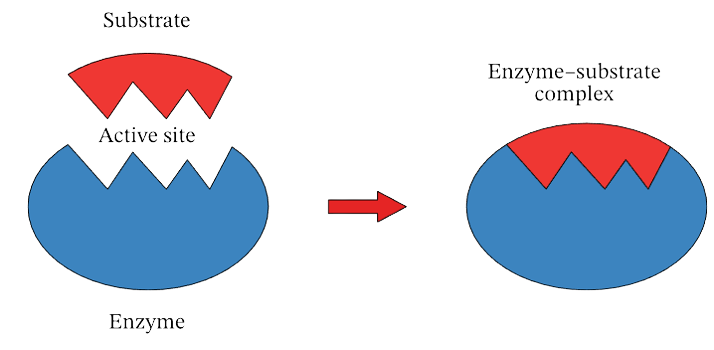 Enzyme <a href='https://www.xscd.net/chemistry/catalysis' />catalysis</a> depicting association of substrate with active site of enzyme
