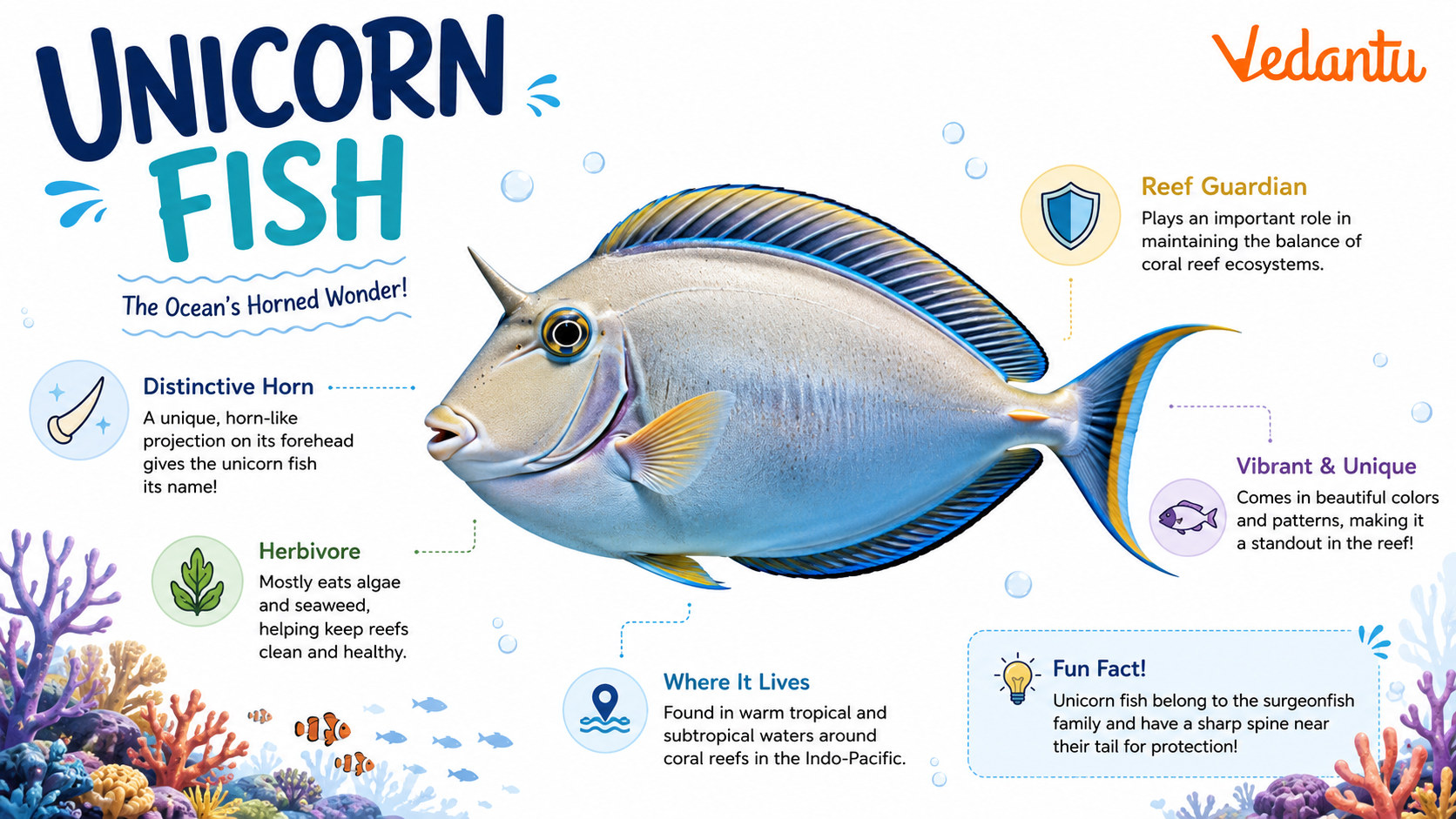 Unicorn Fish with horn-like snout swimming in coral reef habitat