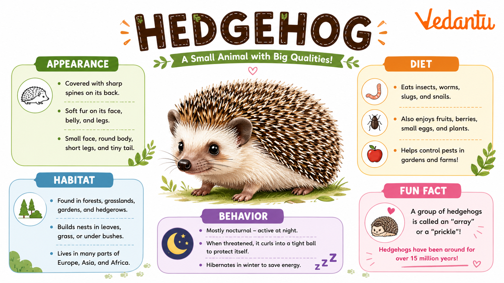 Hedgehog with sharp protective spines curled in grass