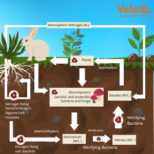 Nitrogen Cycle Diagram
